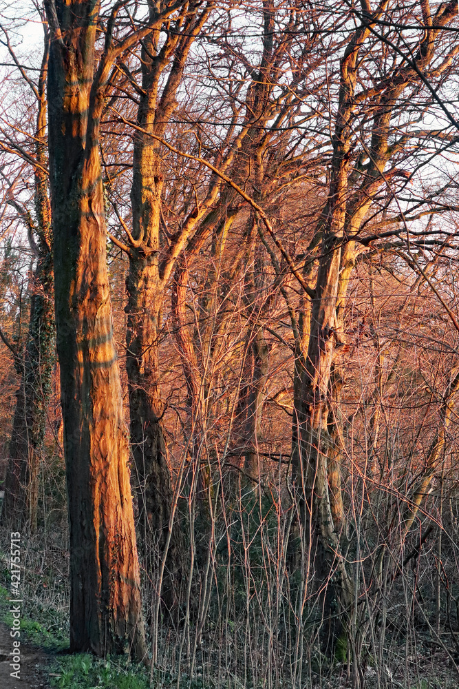 Obraz premium Wald im Abendlicht