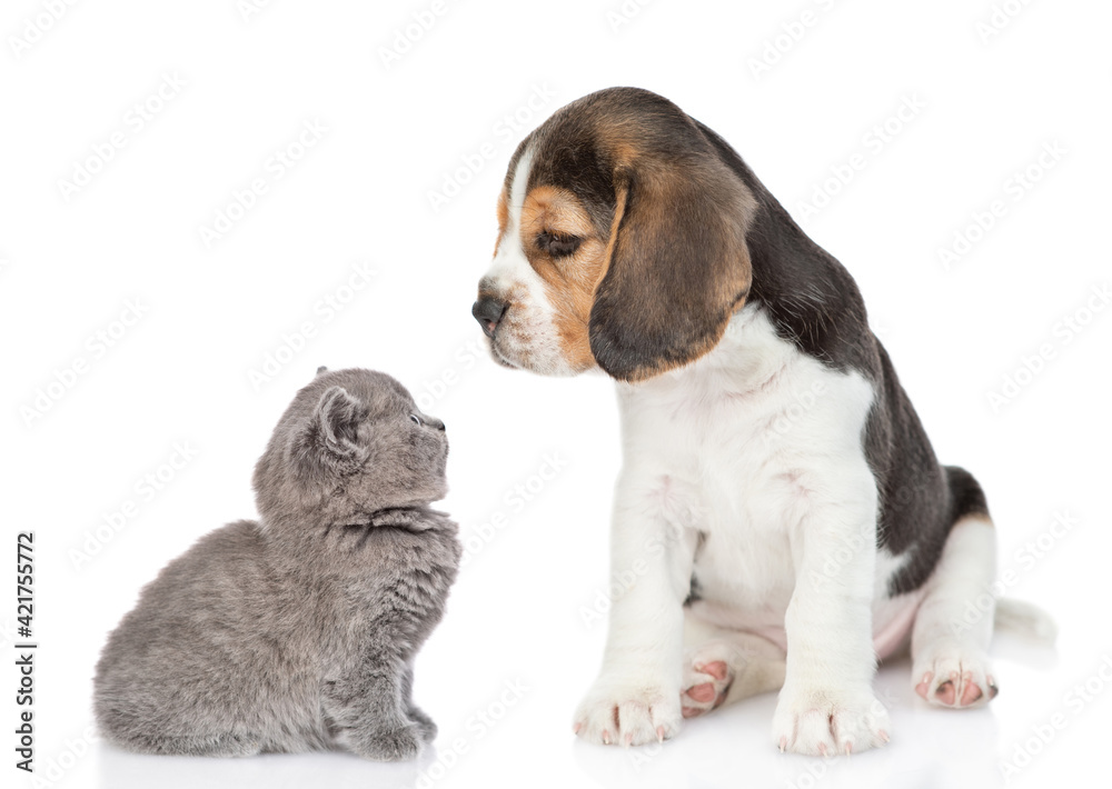 Beagle puppy and tiny kitten look at each other. isolated on white background