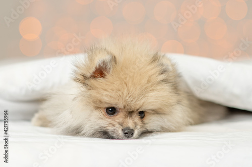 Sad Pomeranian spitz puppy lies under white warm blanket on a bed at home