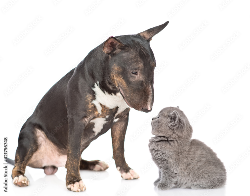 Miniature bull terrier dog and tiny kitten look at each other. isolated on white background