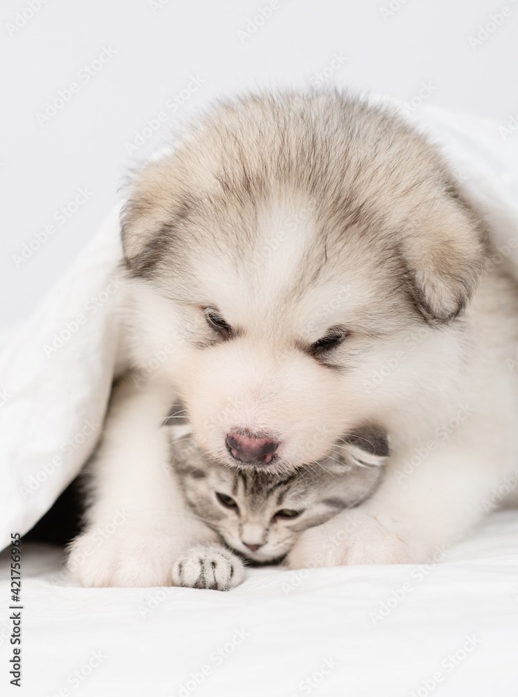 Fototapeta premium Friendly Alaskan malamute puppy embraces tiny kitten under warm blanket on a bed at home