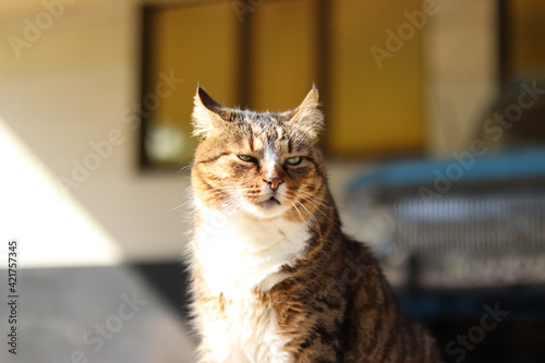 Fototapeta Naklejka Na Ścianę i Meble -  portrait of a cat