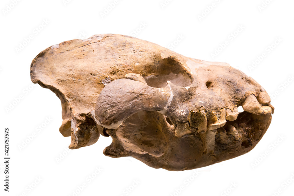 Φωτογραφία The skull of the giant hyena Pachycrocuta (Latin: Pachycrocuta brevirostris) is isolated on a white background