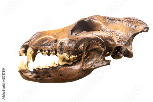 фотографія The skull of a wolf (Latin: Canis dirus) is isolated on a white background