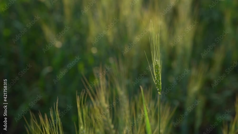 Young indian farmer at green wheat field Young indian farmer at green wheat field