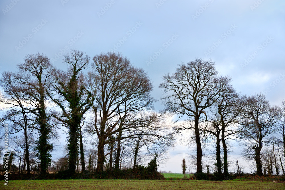 Obraz premium Frieze of trees against the light in winter with a blue sky