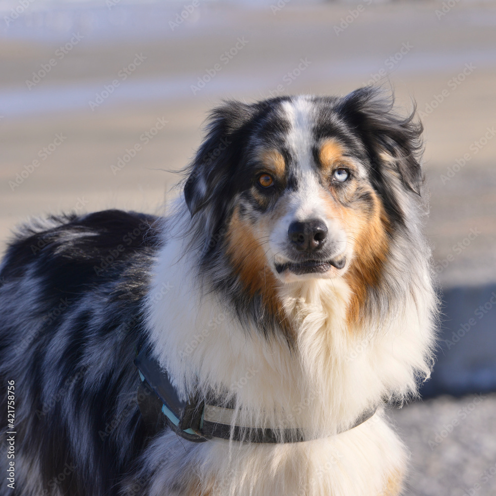 Carré portrait d'un chien Berger australien aux yeux vairons (Hétérochromie noisette et bleu)