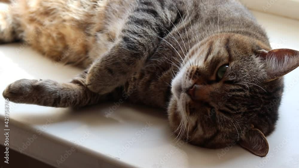 Cat basks in the sun. Cute cat lies on windowsill. Close-up. Fat cat. Home pet. Cat basks in the sun. Cute cat lies on windowsill. Close-up. Fat cat. Home pet.