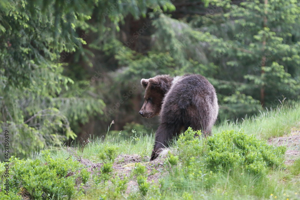 A beautiful brown bear (ursus arctos )in a natural environment at the edge of a meadow A beautiful brown bear (ursus arctos )in a natural environment at the edge of a meadow
