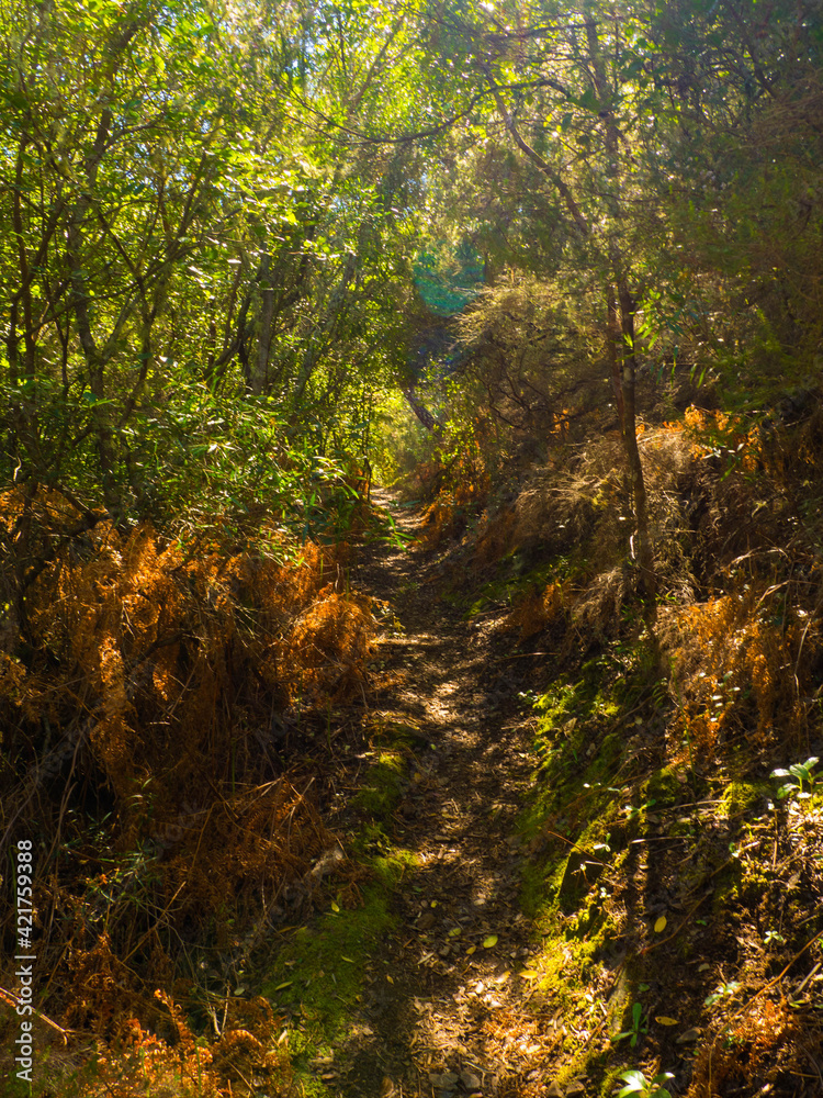 Path between green and ocher trees Path between green and ocher trees