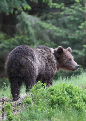 A beautiful brown bear (ursus arctos )in a natural environment at the edge of a meadow