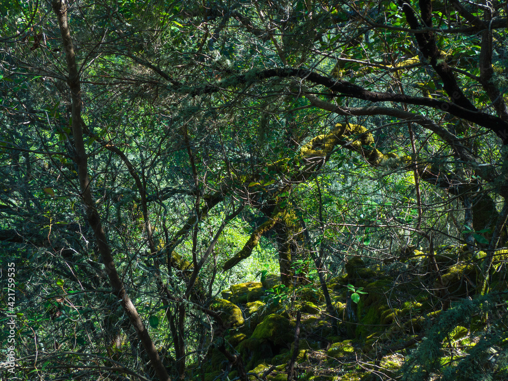 Illuminated tree among branches of other trees in the forest Illuminated tree among branches of other trees in the forest