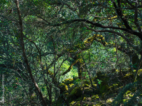 Illuminated tree among branches of other trees in the forest