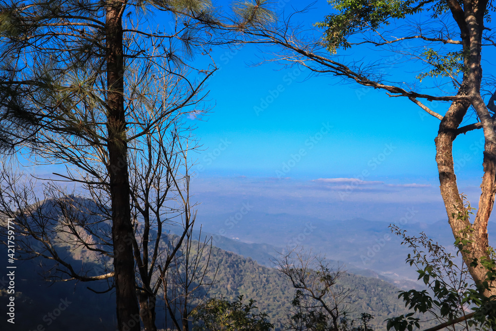 Nature, tree with bright sky, sunny, fog, clouds Nature, tree with bright sky, sunny, fog, clouds
