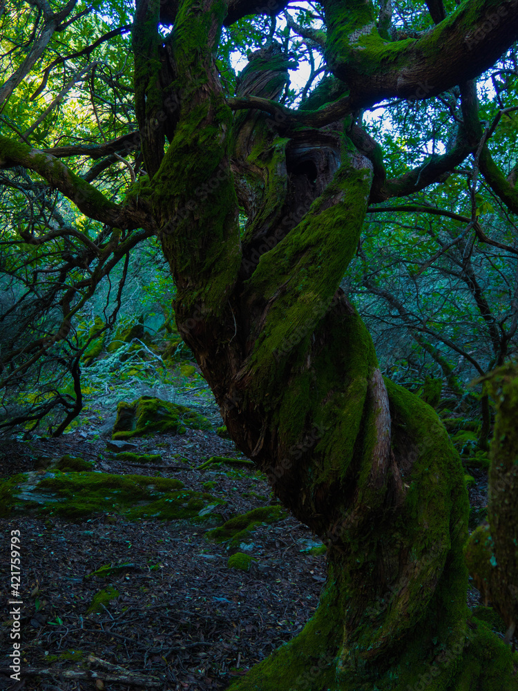 Obraz premium Tree branches and trunks in a natural forest