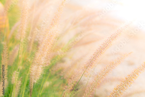 Blurry background of Feather Pennisetum, Mission grass in  soft tone. Concept of refresh, feel free, love, romantic and release