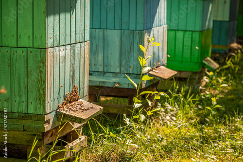 Old beehives in garden. Ecological and natural beekeeping.