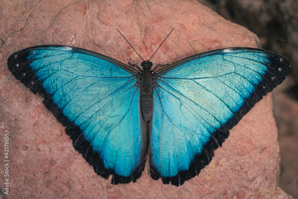 Closeup shot of a large morpho butterfly with blue wings in its natural habitat