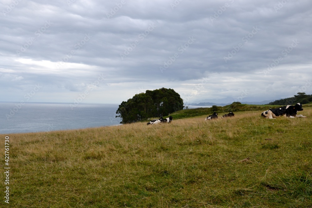 Obraz premium Cows in the field