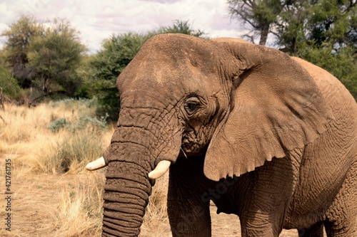 African Bush Elephant in the grassland of Etosha National Park