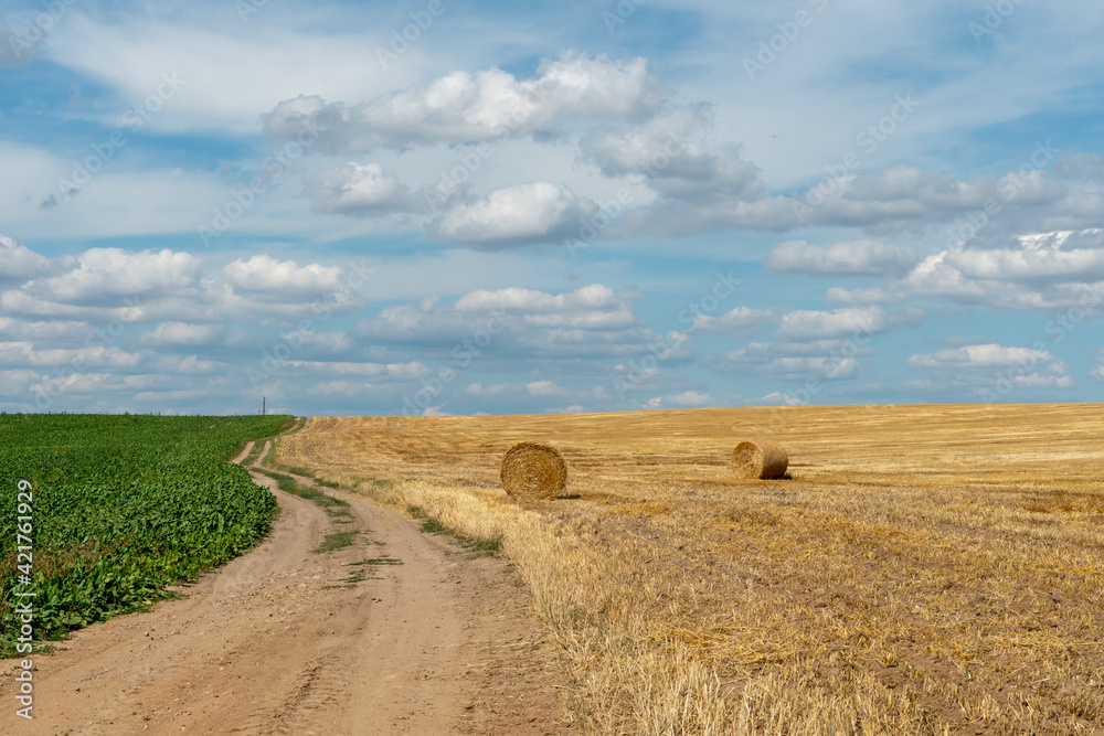 A dirt road between two rural fields. Agricultural field with wheat and beets. Hay bales in a field under a beautiful blue sky and fluffy clouds. Summer rural landscape. Agrotourism.