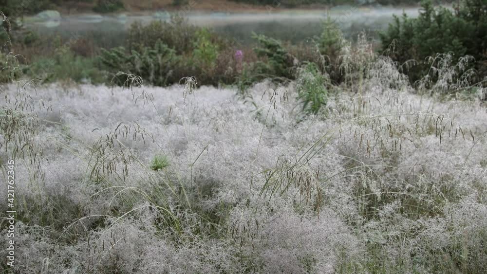 Grass on lake shore is covered with dew drops. In background, light mist floats over lake. Plants and stems sway in wind. Early morning on riverbank. Grass on lake shore is covered with dew drops. In background, light mist floats over lake. Plants and stems sway in wind. Early morning on riverbank.