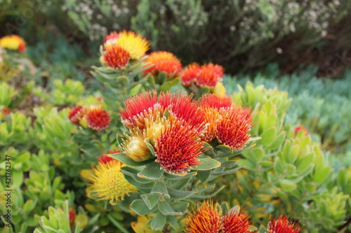 Flowers in Kirstenbosh botanical garden, Cape Town, South Africa © Martina