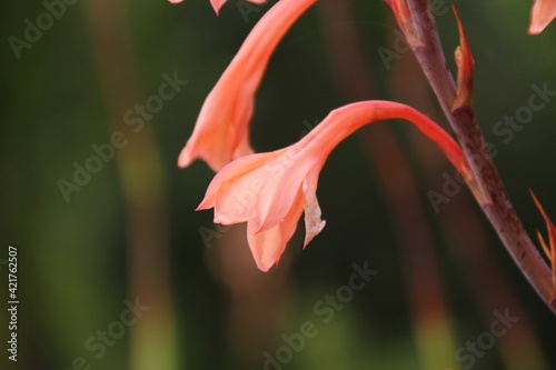Flowers in Kirstenbosh botanical garden, Cape Town, South Africa
