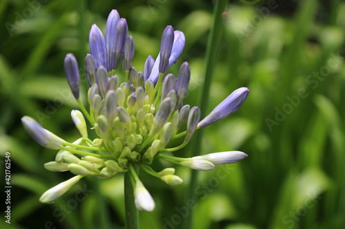 Flowers in Kirstenbosh botanical garden, Cape Town, South Africa