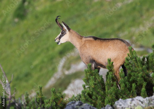 Chamois, rupicapra rupicapra, on a rocky hill covered with scrub. Nature scene in nature.