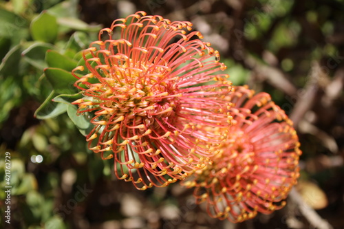 Flowers in Kirstenbosh botanical garden, Cape Town, South Africa