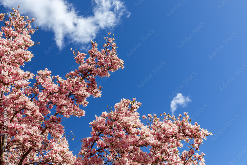 Rich blooming magnolia on the background of a bright spring sky