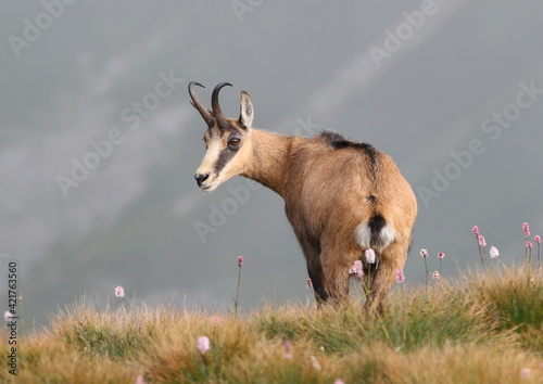 Chamois, Rupicapra rupicapra, on the rocky hill with spring medow, . Wildlife scene in nature.  Animal with horn in the habitat. Foggy morning sunrise