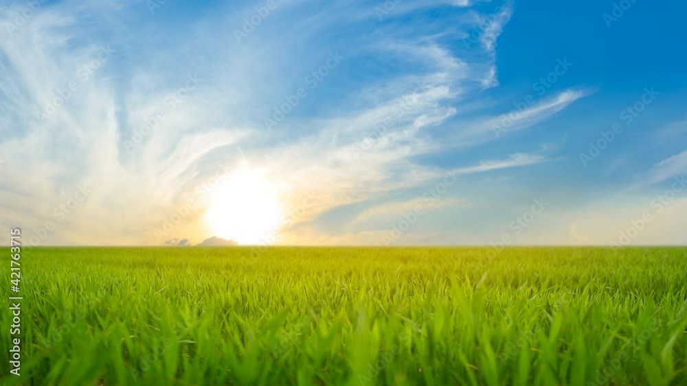 beautiful green rural field at the sunset, outdoor garden time lapse scene beautiful green rural field at the sunset, outdoor garden time lapse scene