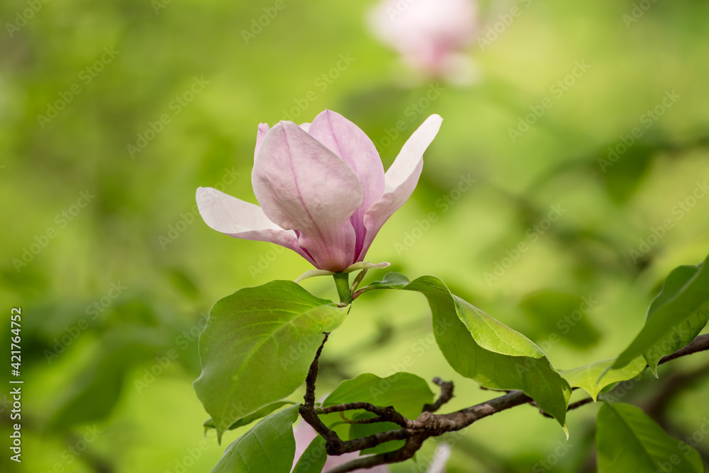 Magnolia spring flowers Magnolia spring flowers