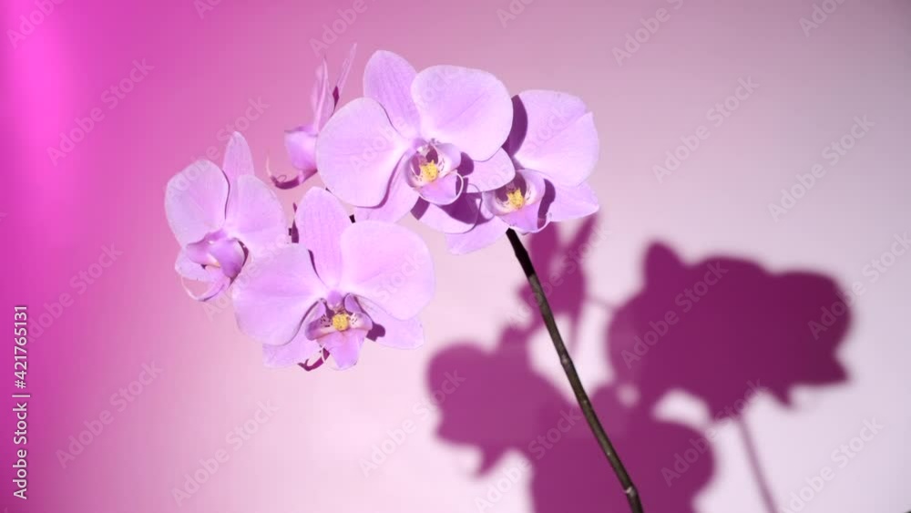 Beautiful pink orchid flowers swaying in the wind