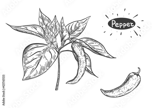 Hand drawn sketch black and white of pepper plant, leaf. Vector illustration. Elements in graphic style label, card, sticker, menu, package. Engraved style illustration.
