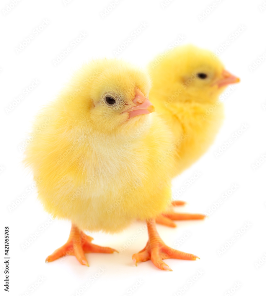 Two yellow chicken.