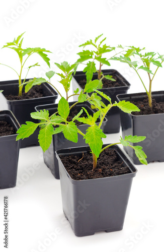 Seedlings of tomato in plastic  pot.