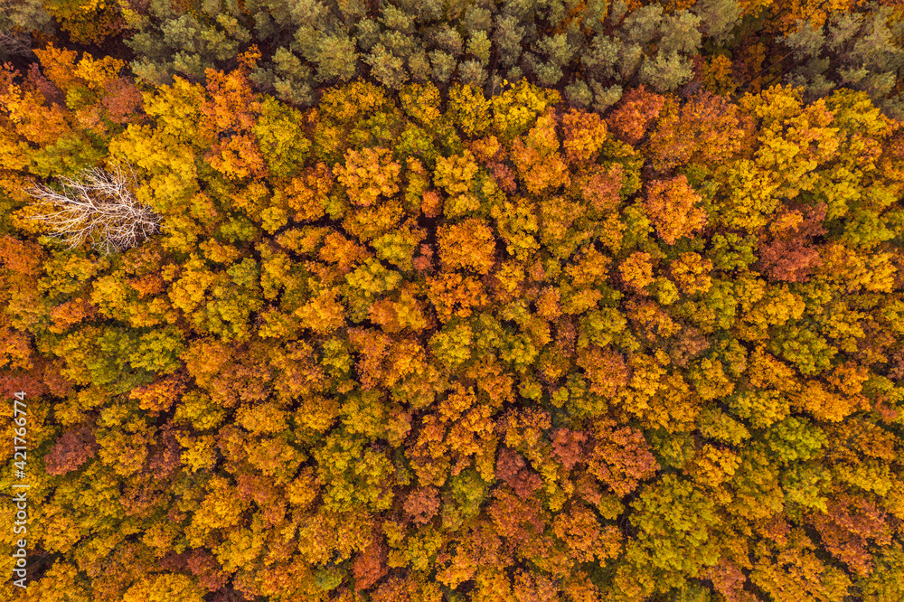 Autumn forest from above Autumn forest from above