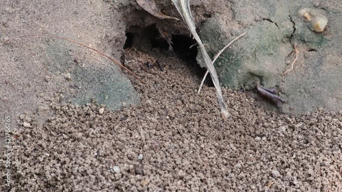 Big black ants together form a colony and collect small particles of soil outside. concept for anthill, ant - arthropod, ant colony,ant habits , arthropod ants teamwork and ant wild