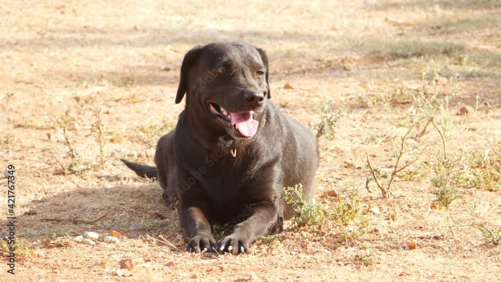 Micro shot of a black dog sitting on ground Micro shot of a black dog sitting on ground