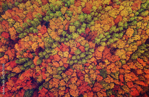 Autumn forest from above © Roxana