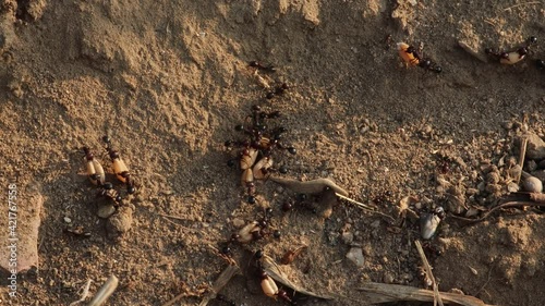Many ants work together to bring wheat grains to the anthill with great effort, india.  concept for anthill, ant - arthropod, ant colony,ant habits , arthropod ants teamwork and ant wild