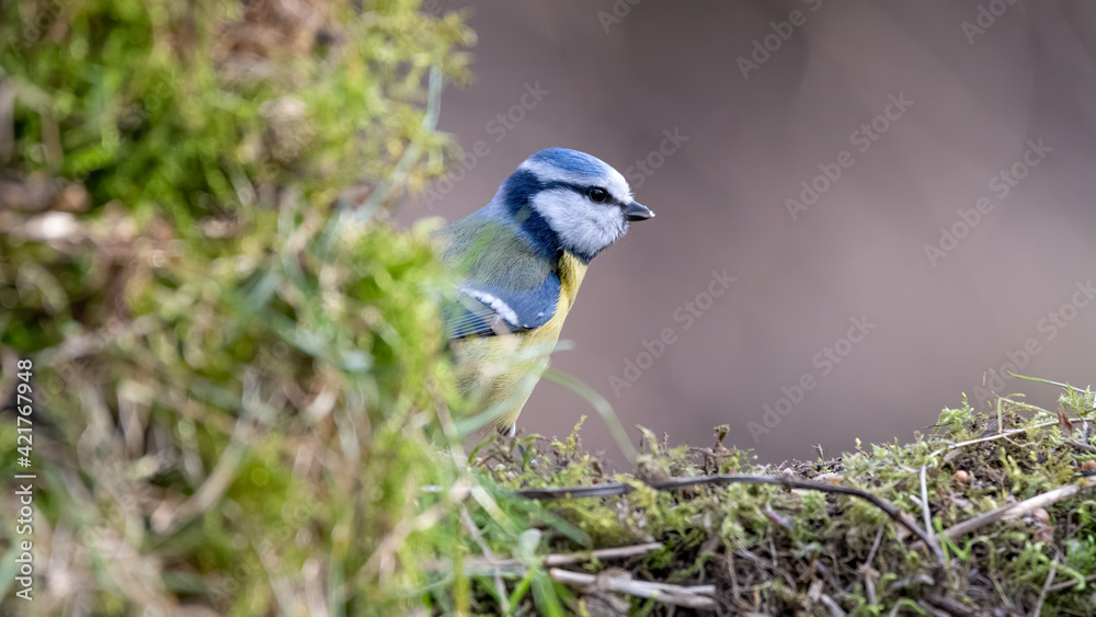 bird, natur, wild lebende tiere, tier, blau, ast, wild, blaumeise, sitzen, schnabel