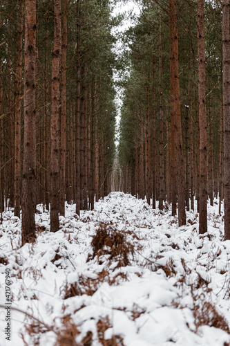 Winter in a pine forest landscape, trees covered with snow, Rendlesham forest Suffolk