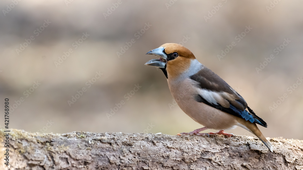 Kernbeisser, natur, wild lebende tiere, tier, robin, finch, wild, bird, ast, frühling, baum, Kernbeisser, natur, wild lebende tiere, tier, robin, finch, wild, bird, ast, frühling, baum,