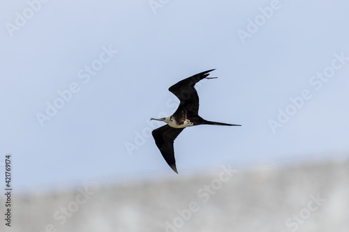 Magnificent frigatebird soaring over a rooftop on a sunny day photo