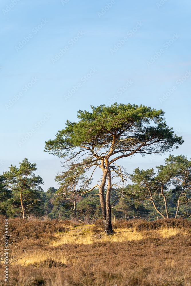 Coniferous tree in a heather surrounded by brown and yellow grasses