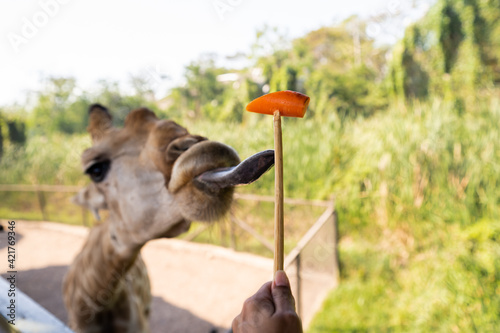 Zoo giraffes stick out their tongues to eat carrots from tourists' hands. photo